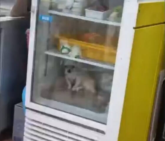 부산의 한 피자 가게 냉장고 안에서 떨고 있는 강아지. 동물권단체 케어 홈페이지 갈무리