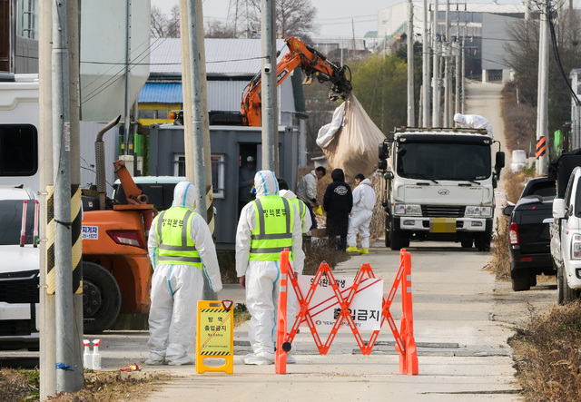 지난 2일 H5형 조류인플루엔자 항원이 확인된 평택시 청북읍 한 산란계 농장에서 관계자들이 방역 작업을 하고 있다.윤원규기자