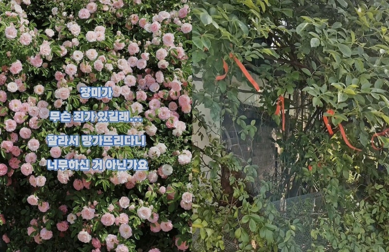 수원 파란대문장미 잘라간 60대, 경찰 조사서 “사라질까 봐”