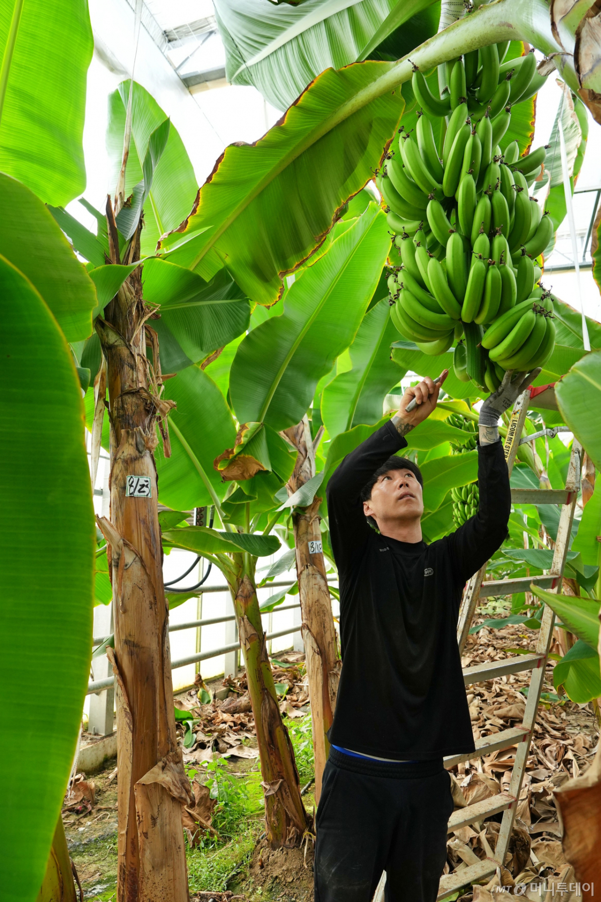 '신선도 최상' 국산 바나나 쑥쑥, 이러니 안 반하나