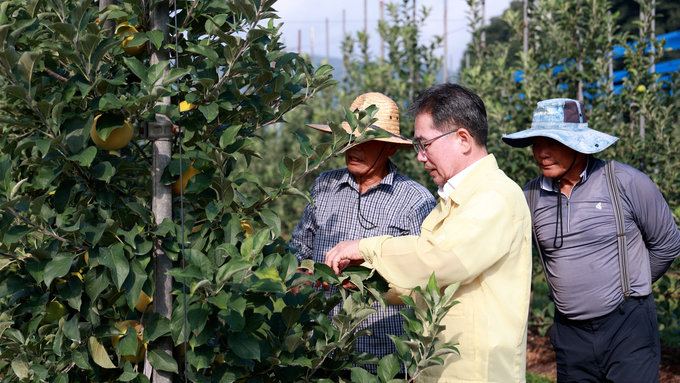 빨간 사과 대신 노란 사과… 군위 ‘여름 품종’으로 승부
