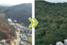 모두 베었다, 품종도 바꿨다… 앓던 숲이 살아났다