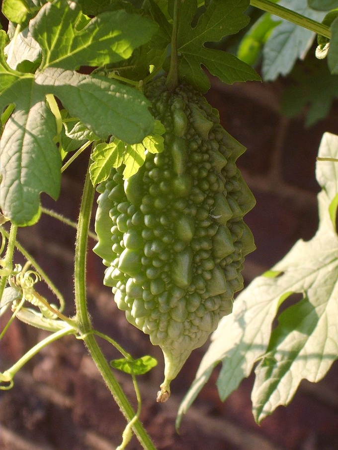 여주 효능과부작용은? 먹는법은 차나 분말가루 여주 볶음등으로 많이